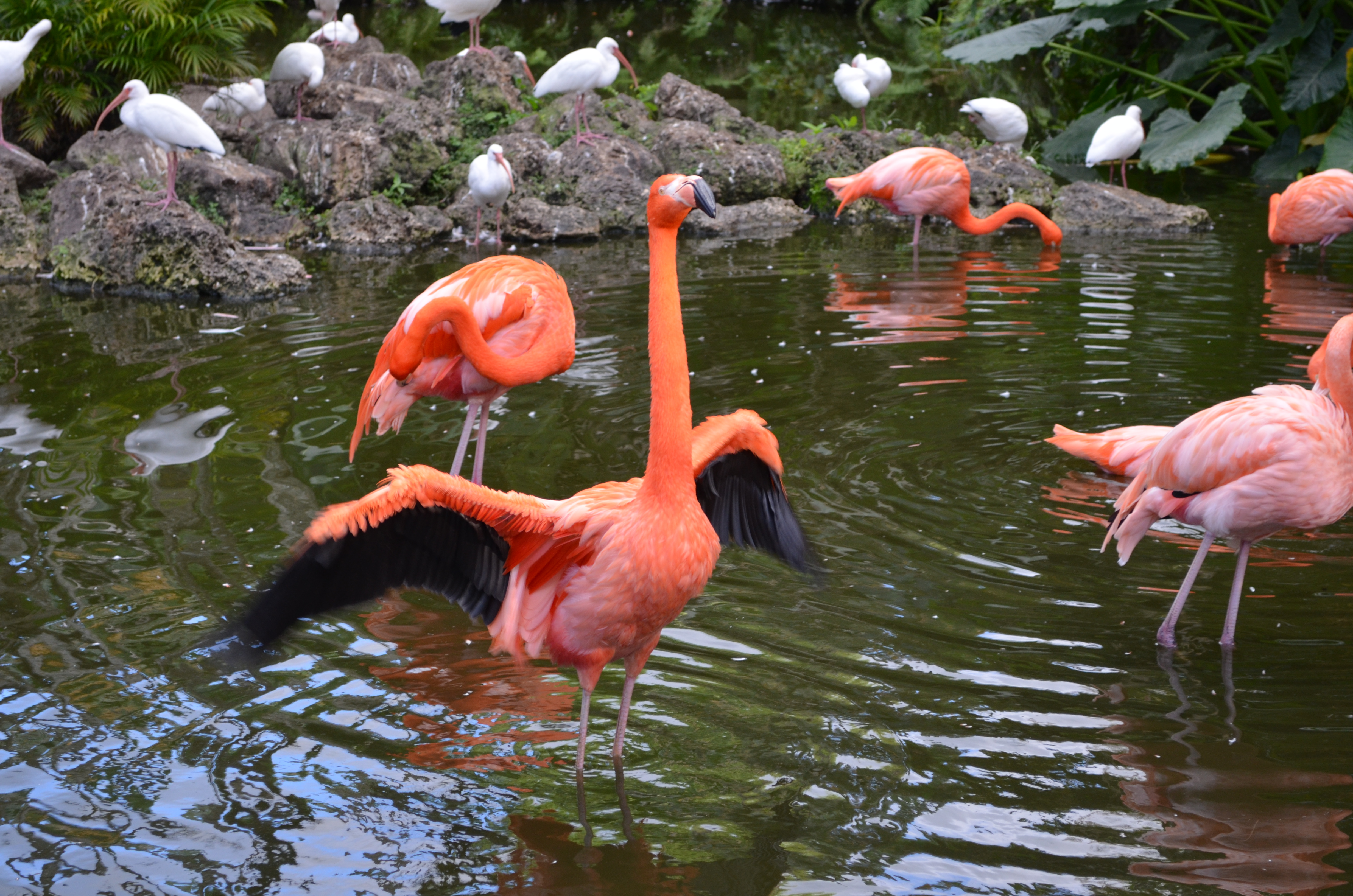 ./2014/Flamingo Gardens/DSC_8044.JPG